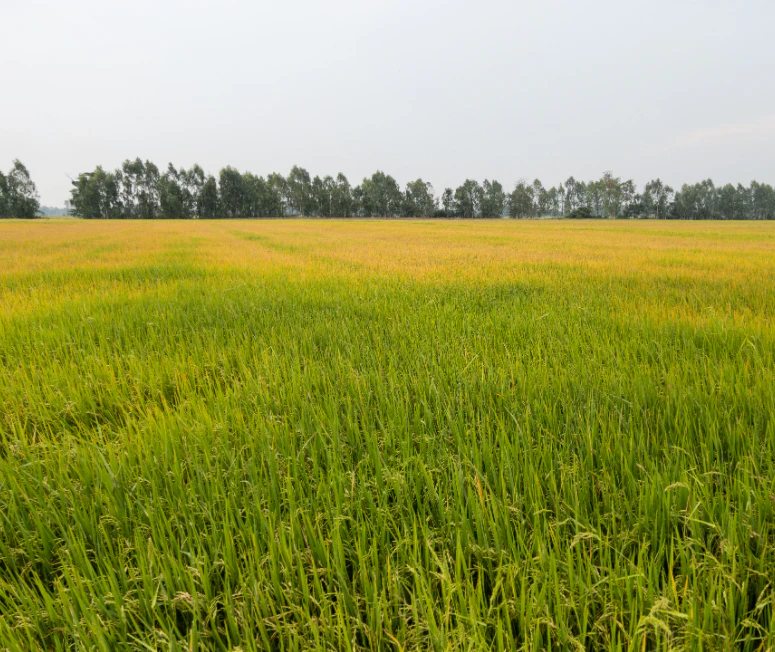 Odka, Chhattisgarh 493441, India