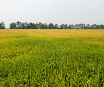 Odka, Chhattisgarh 493441, India preview 3