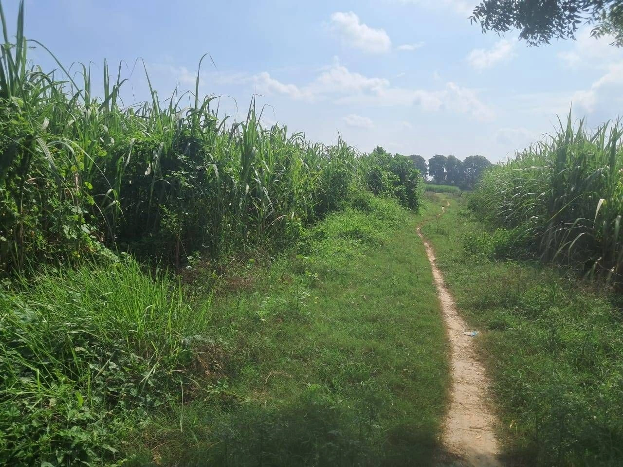 P5FX+72 Dadera, Ayodhya, Uttar Pradesh, India