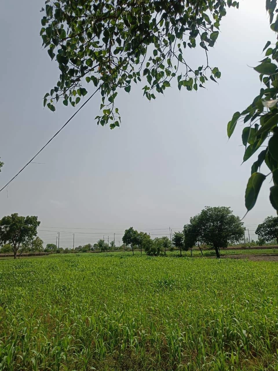 Gauhari, Uttar Pradesh 281401, India