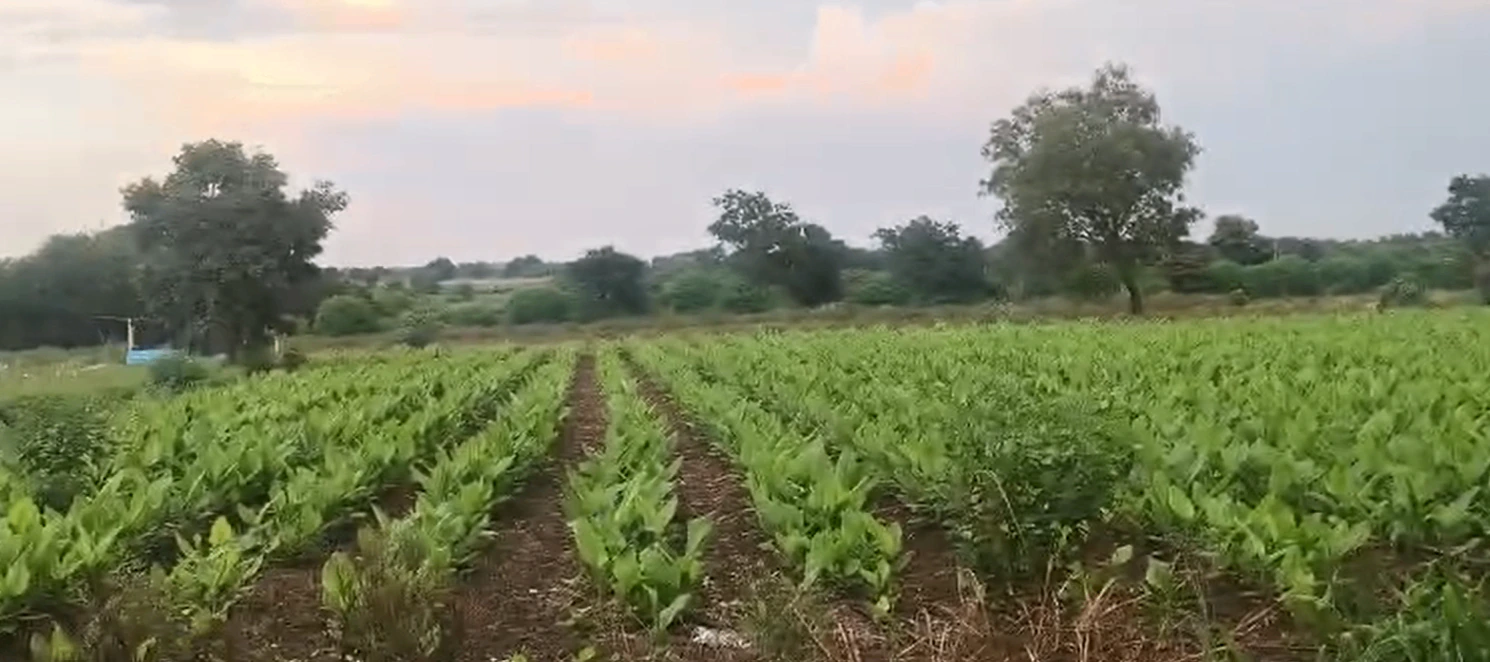 C2X3+P97, Vikarabad, Madireddipalle, Telangana 501111, India - Photo 3