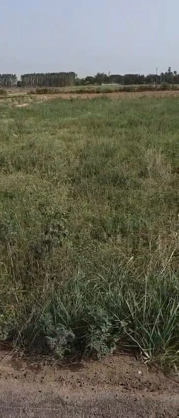Kurali, Punjab 140103, India