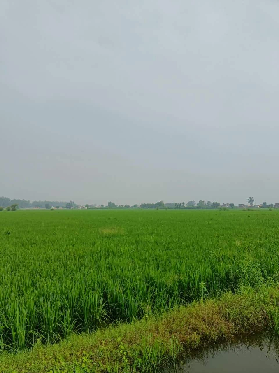 Abhaipura Banger, Mathura, Uttar Pradesh 281203, India