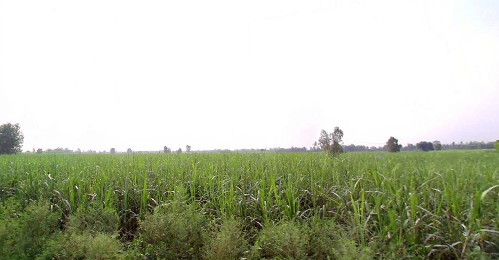 Suheli, Uttar Pradesh, India