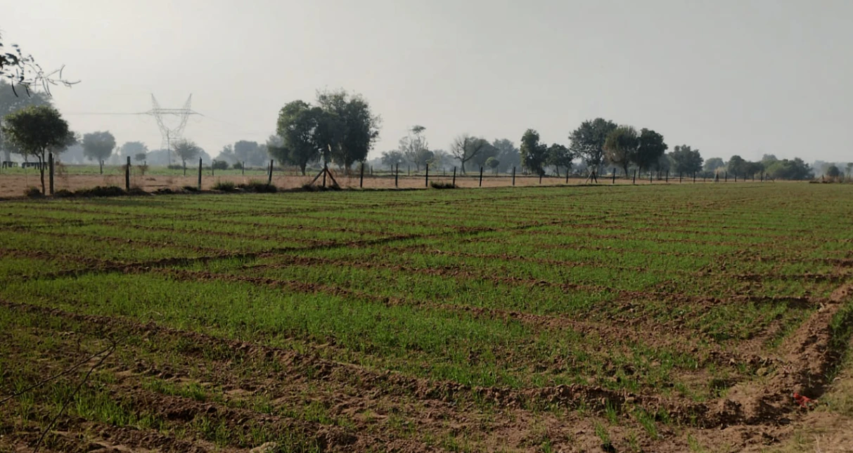 Bhanohad, Punjab 141102, India