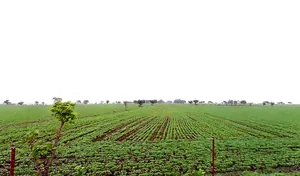 Nipaniya Jat, Madhya Pradesh, India preview 2