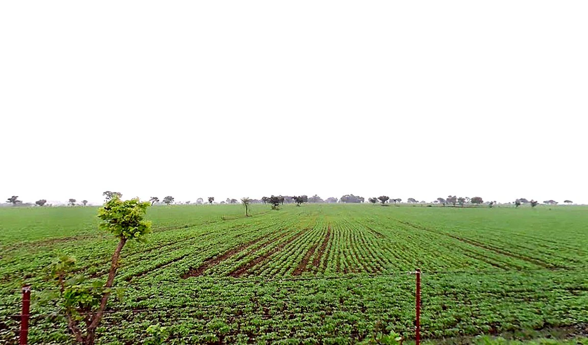 Nipaniya Jat, Madhya Pradesh, India