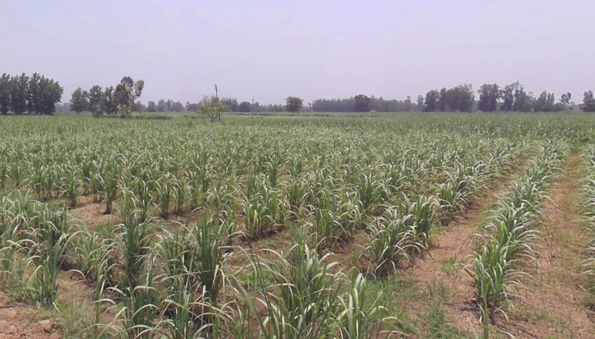 Bijnor, Uttar Pradesh 246701, India