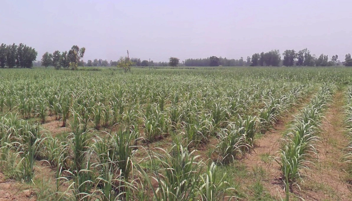 Bijnor, Uttar Pradesh 246701, India