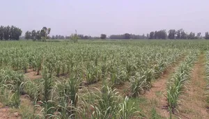 Bijnor, Uttar Pradesh 246701, India preview 3