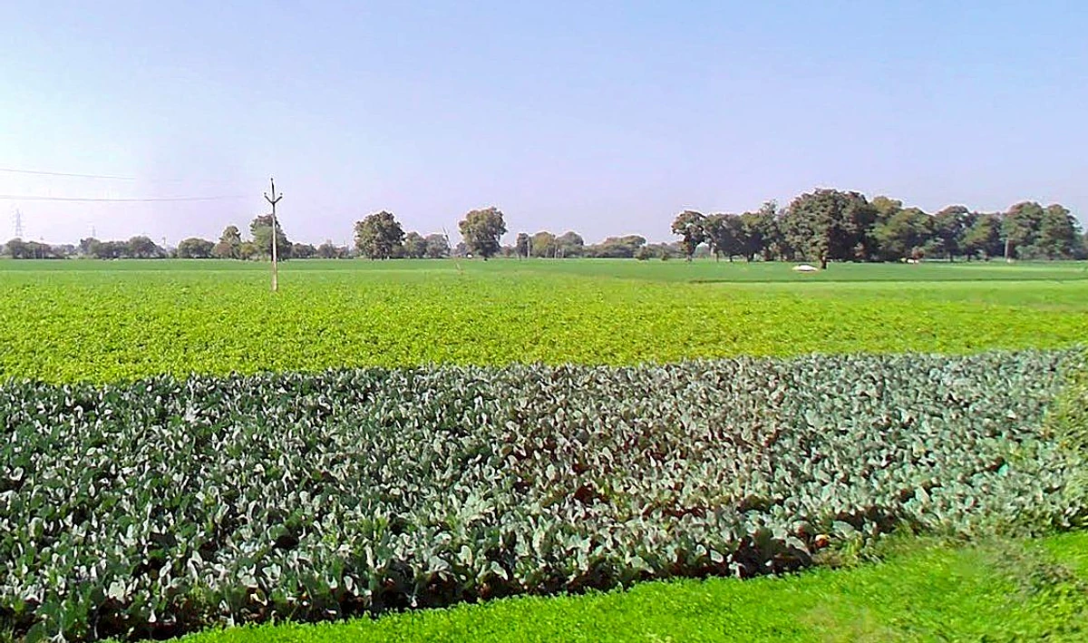 Tonk Khurd, Madhya Pradesh 455116, India