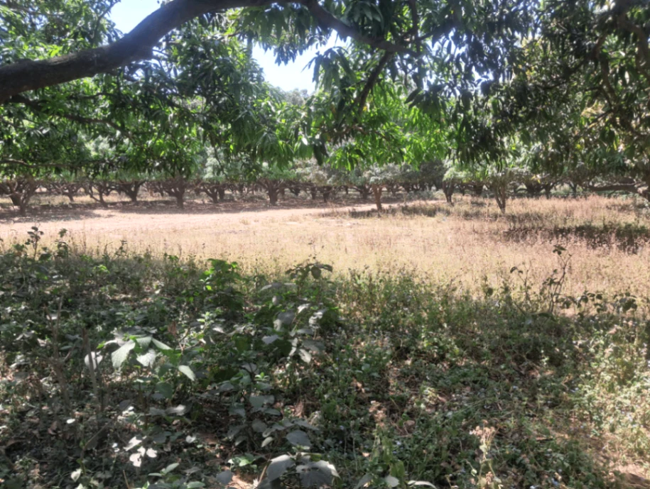 Chilli, Himachal Pradesh 177042, India