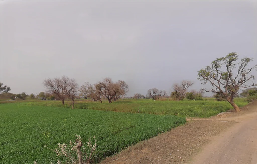 CWH5+8GJ, Ratawali, Rajasthan, India