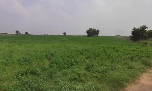 Tosham, Haryana 127040, India preview 2