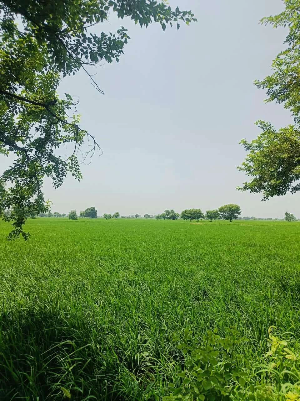 Gora, Mathura, Uttar Pradesh 281404, India