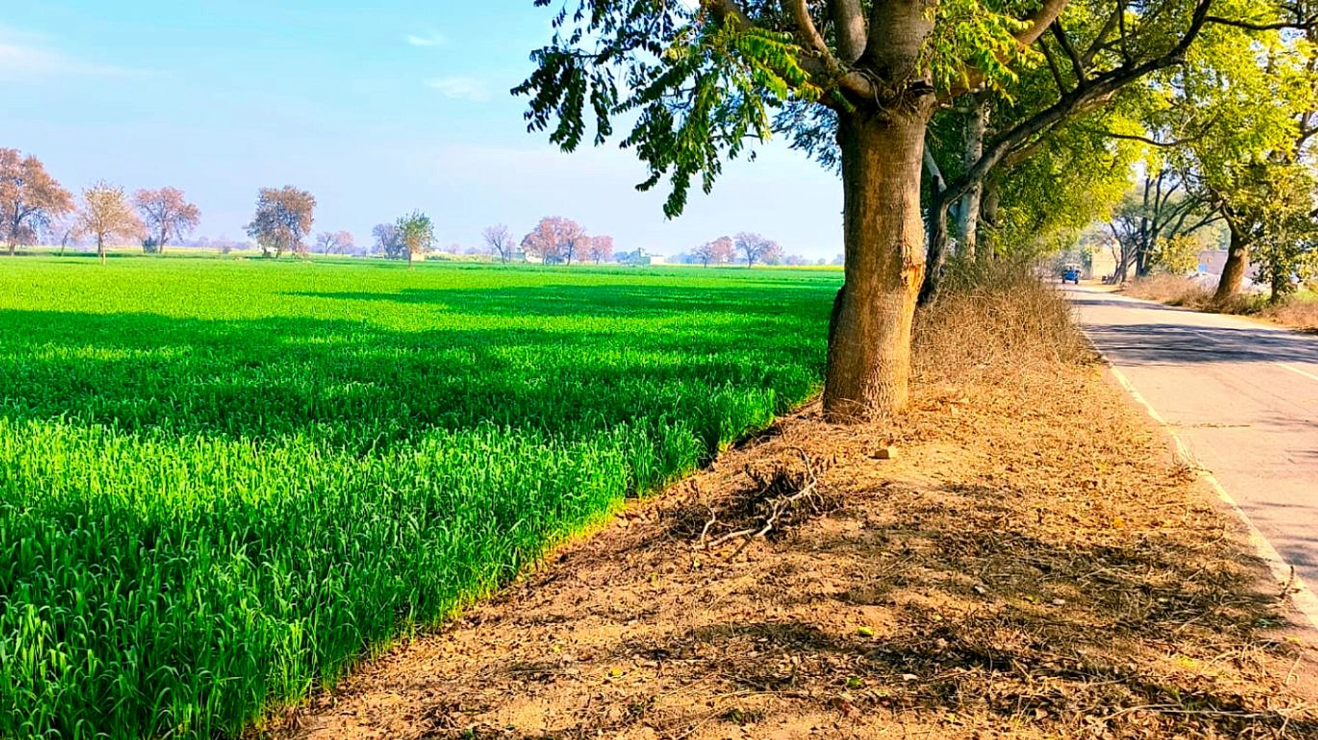 Narain Khera, Haryana 125110, India