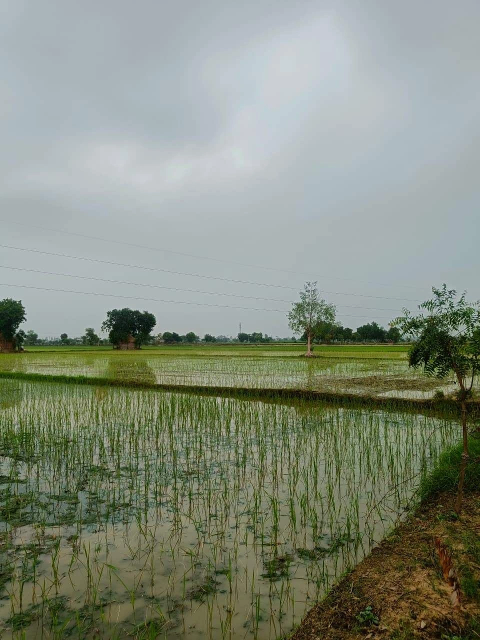 Bukharari, Mathura, Uttar Pradesh, India