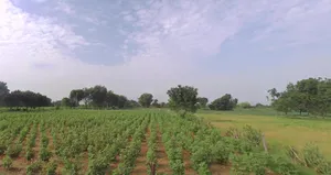 7WF9+98 Sawali bk, Maharashtra, India preview 2