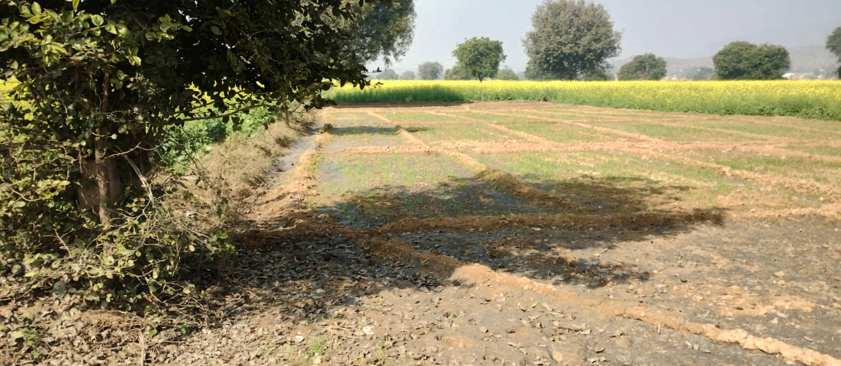 Balachaur, Punjab 144521, India