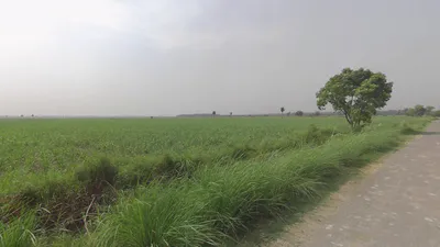 Khilwai, Uttar Pradesh 245205, India preview 2