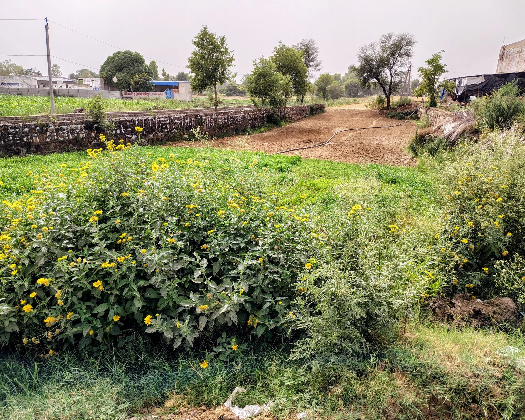 Rambas Jhonpri, Tijara, Khairthal-Tijara, Rajasthan, India