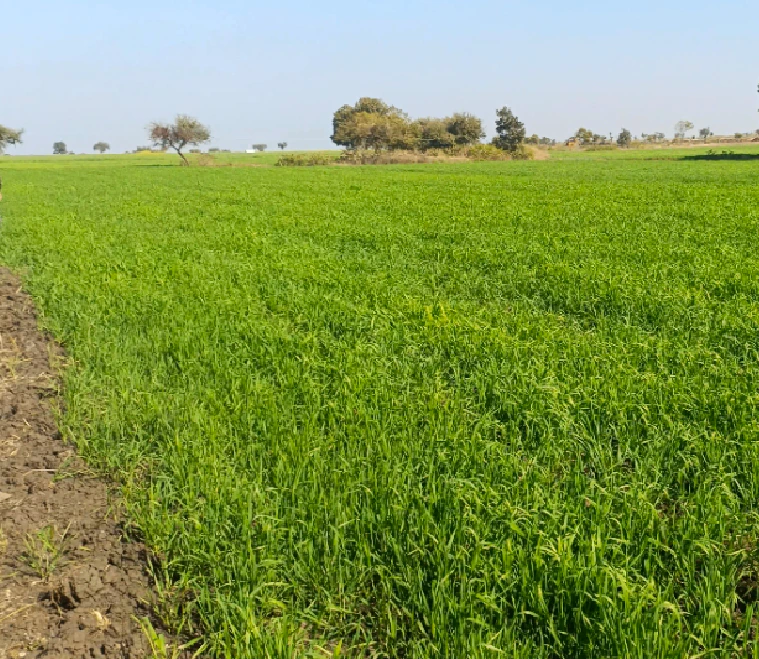 Dera Bassi, Punjab, India