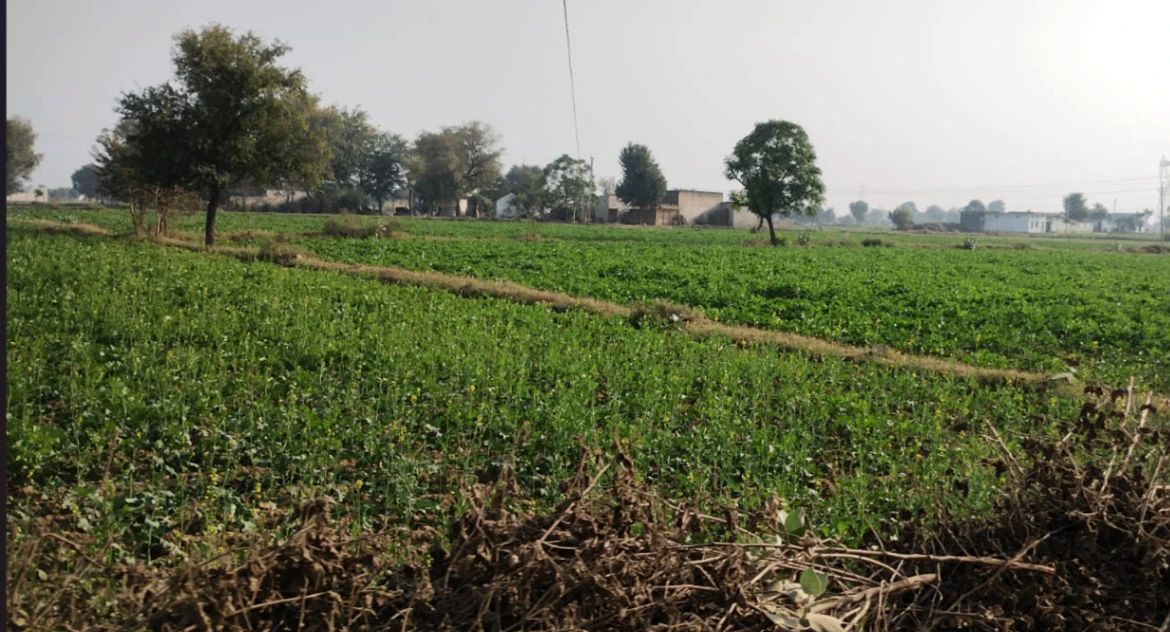 Ghanauli, Punjab 140113, India