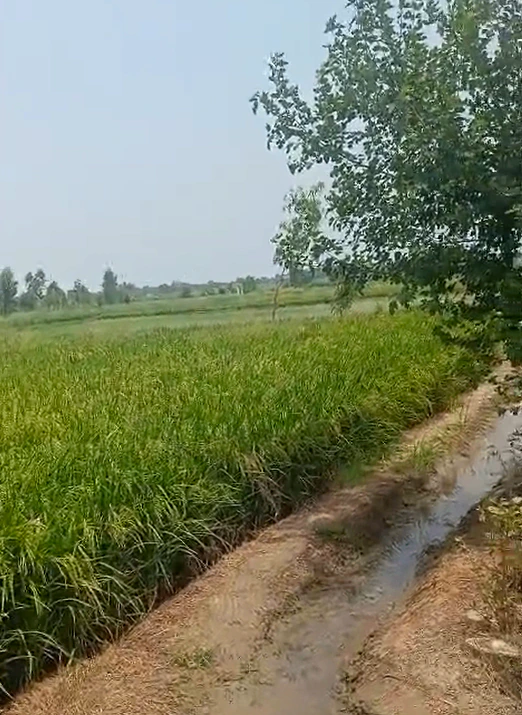 Pahasu, Bulandshahr, Uttar Pradesh 203396, India - Photo 3