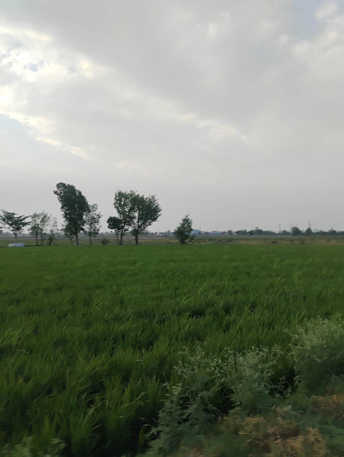 Bishambhara, Uttar Pradesh 281404, India