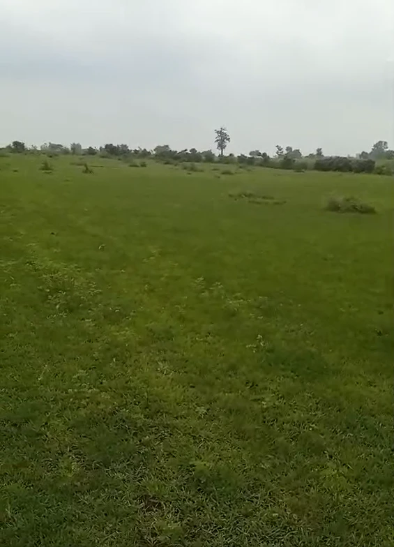 Borbawadiya, Khargone, Madhya Pradesh 451220, India