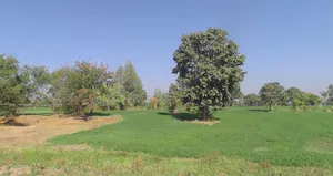 Borda, Madhya Pradesh, India preview 3