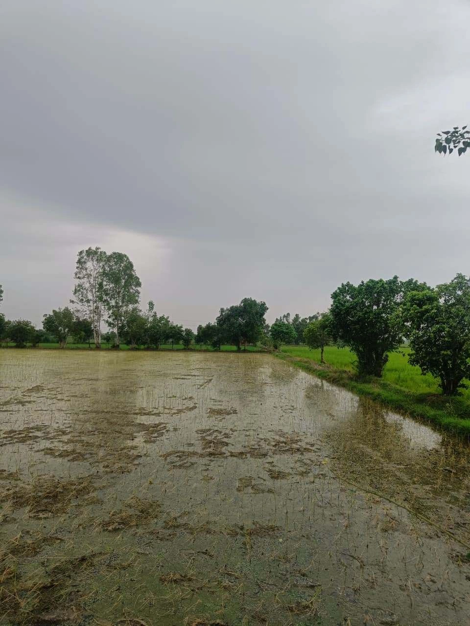 Bukharari, Mathura, Uttar Pradesh, India