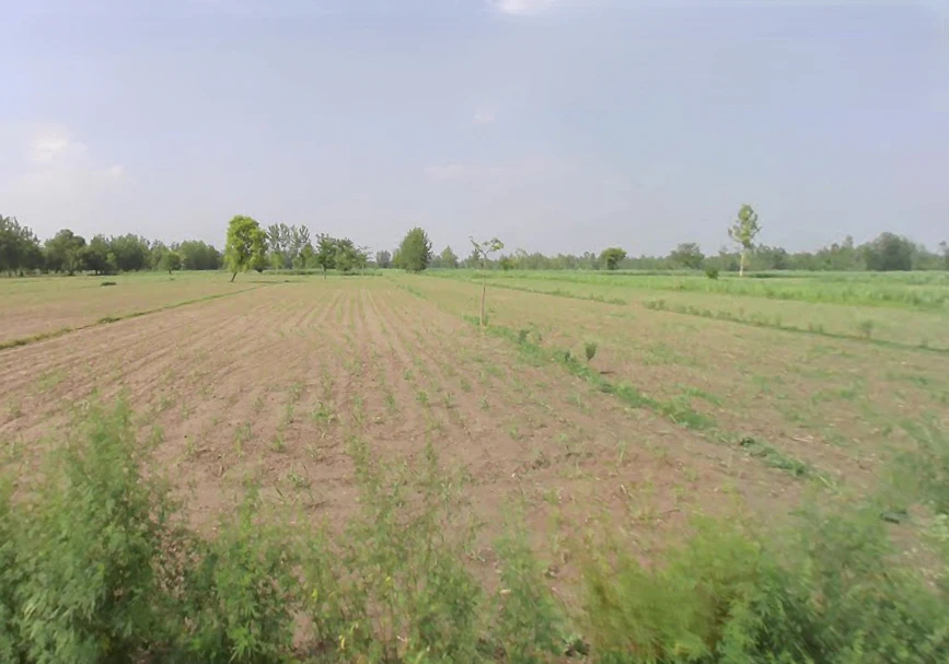 Chandra Must, Uttar Pradesh 244231, India