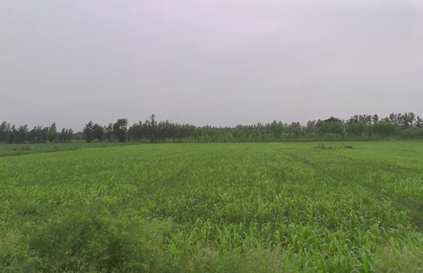 Deoband Dehat, Uttar Pradesh 247554, India