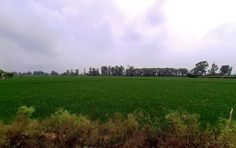 Taraori, Haryana, India preview 3