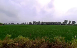 Taraori, Haryana, India preview 3