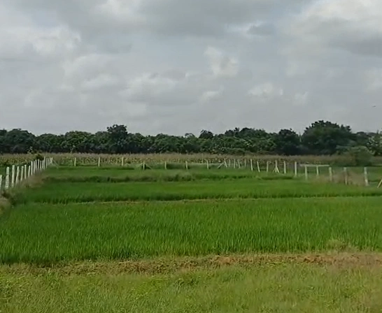 W36J+MXX, Mahabubnagar, Kuthnepalle, Telangana 509340, India