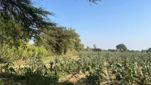 Der, Gujarat, India preview 3