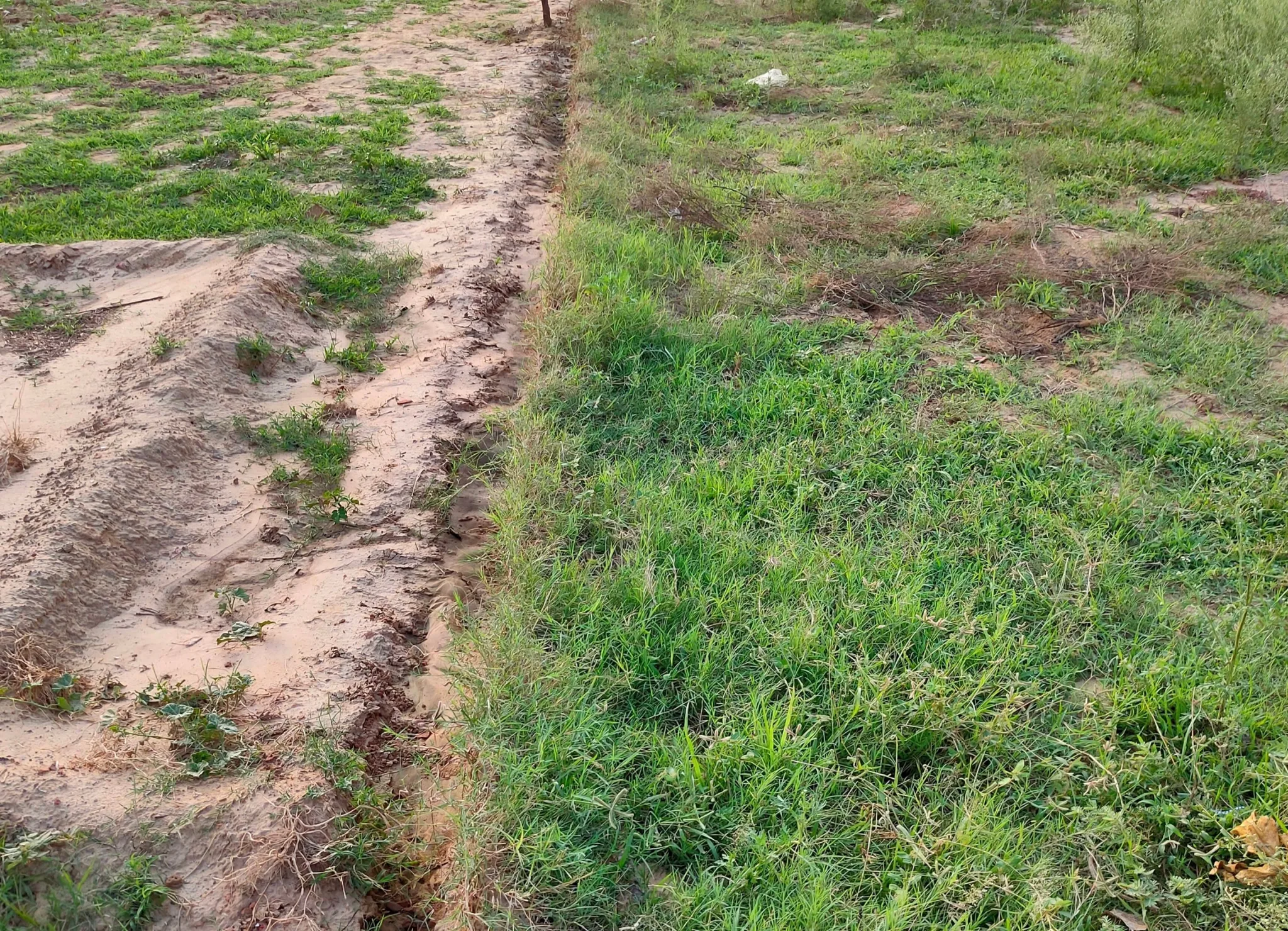 Gijrauli, Hathras, Uttar Pradesh 204101, India