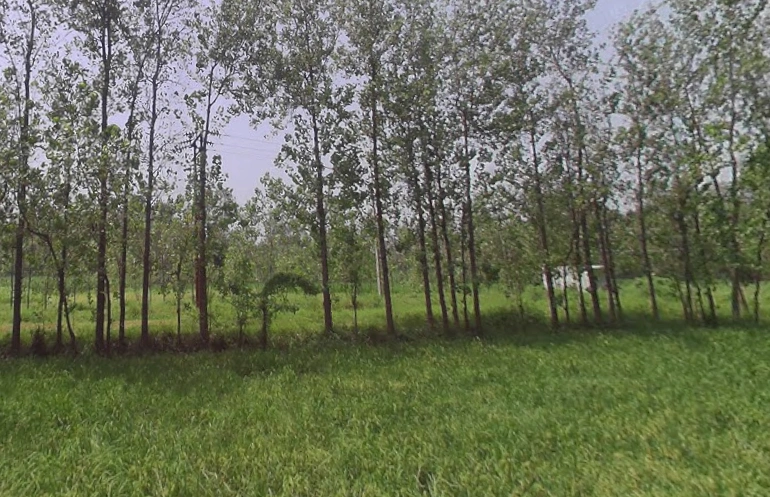 Behat, Uttar Pradesh 247121, India