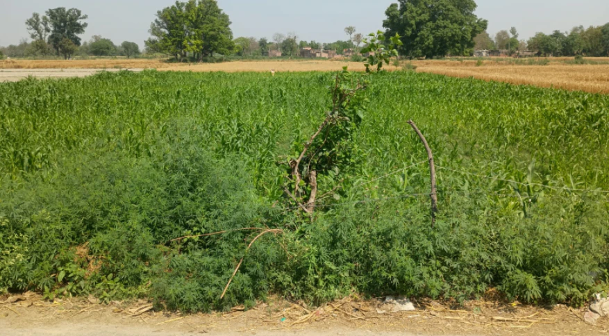 Phullanwal, Ludhiana, Punjab 141013, India