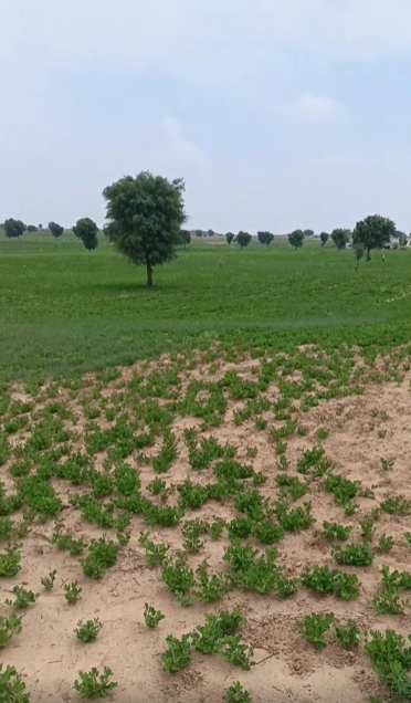 PPCW+C2 Nagla Birbala, Mathura, Uttar Pradesh, India