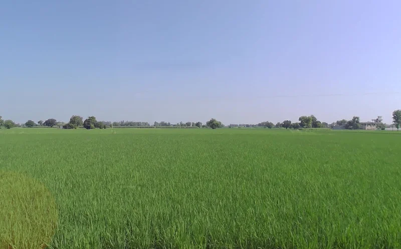 Rajpura, Punjab, India preview 3