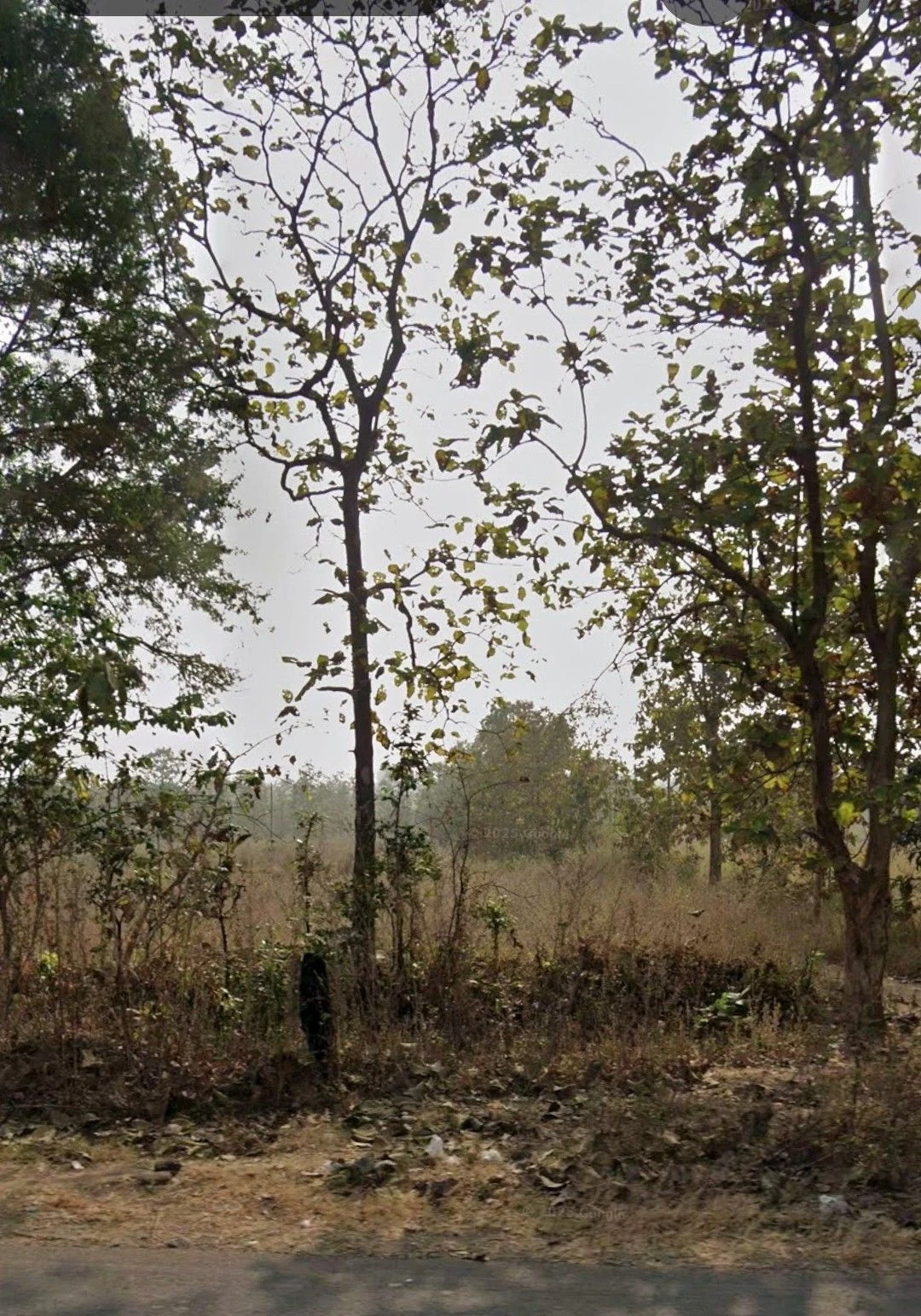 Tamia, Chhindwara, Madhya Pradesh 480559, India