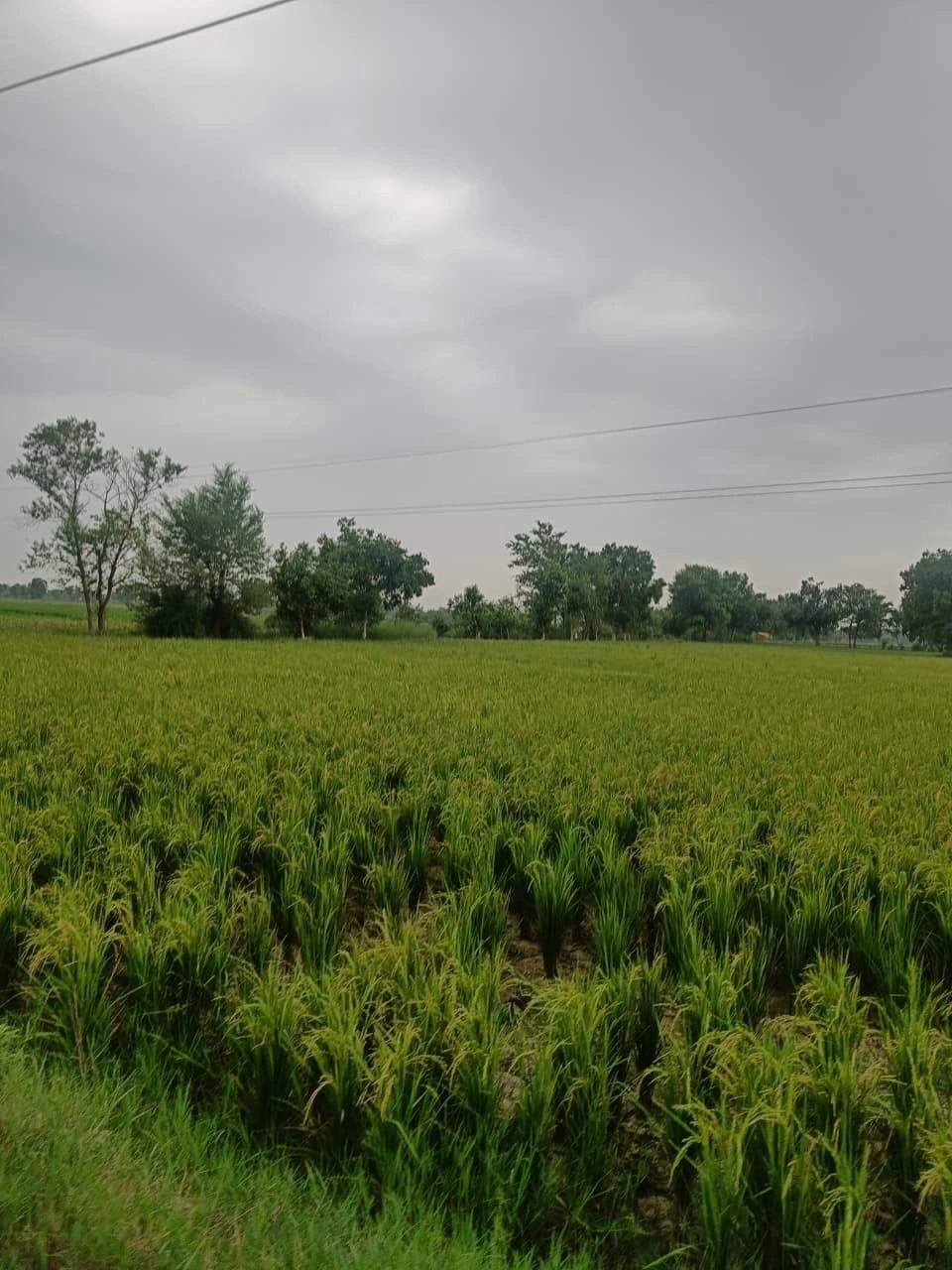 Bukharari, Mathura, Uttar Pradesh, India