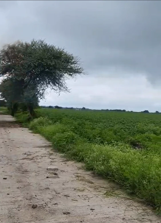 Ringnodiya, Indore, Madhya Pradesh, India