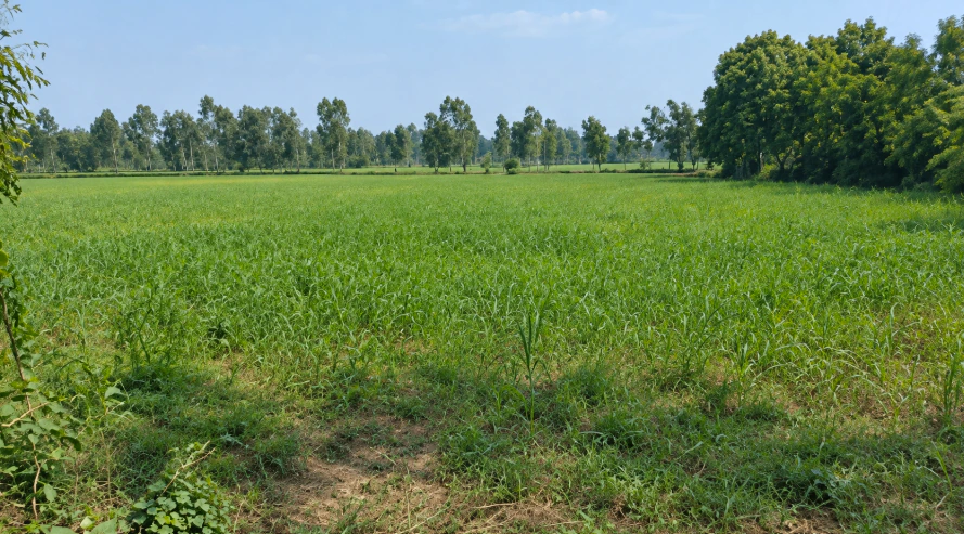 Maddikunta Rd, Sangareddy, Maddikunta, Telangana 502291, India - Photo 2