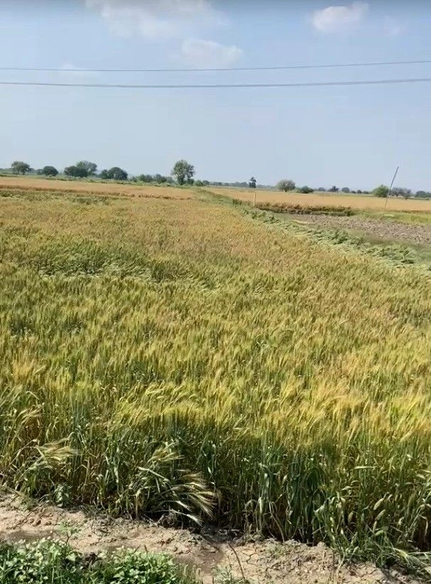 Biramdhana, Madhya Pradesh, India
