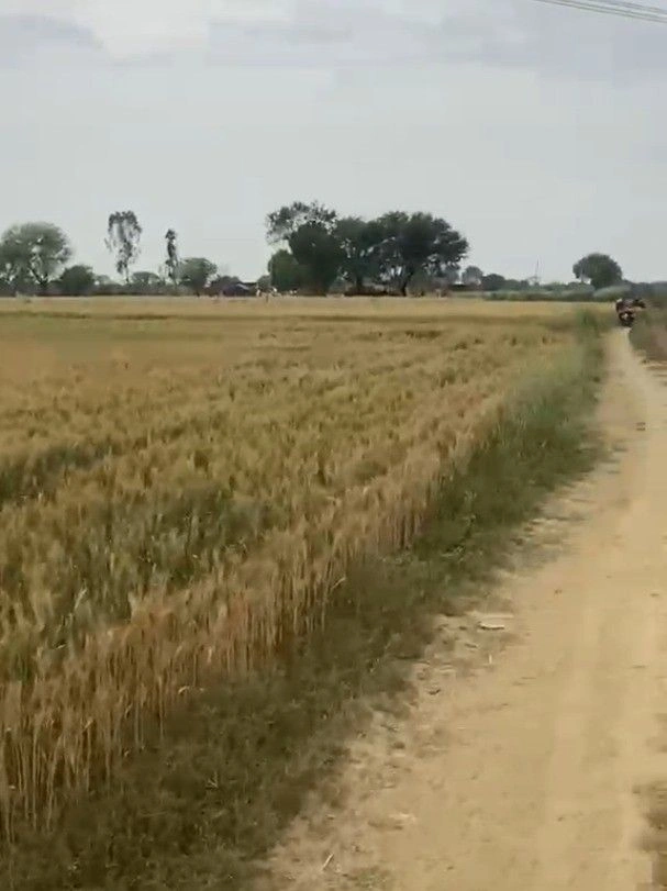 Virrat, Madhya Pradesh 475115, India