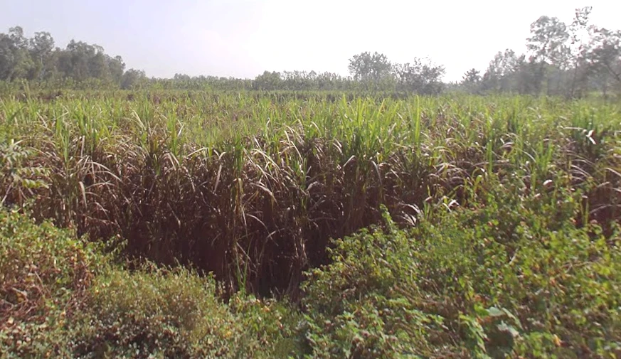 Biharigarh, Uttar Pradesh 247662, India